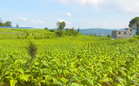 兴仁市鲁础营乡生物质燃料颗粒唬机助力墟落振兴
